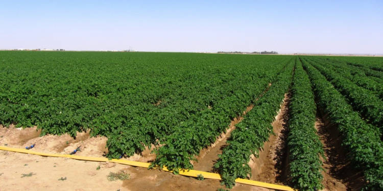 Overhead Irrigation