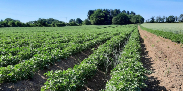 Nobel Prize-winning “gene scissors” the basis for an innovative start-up company in Sweden