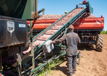 potato disease management