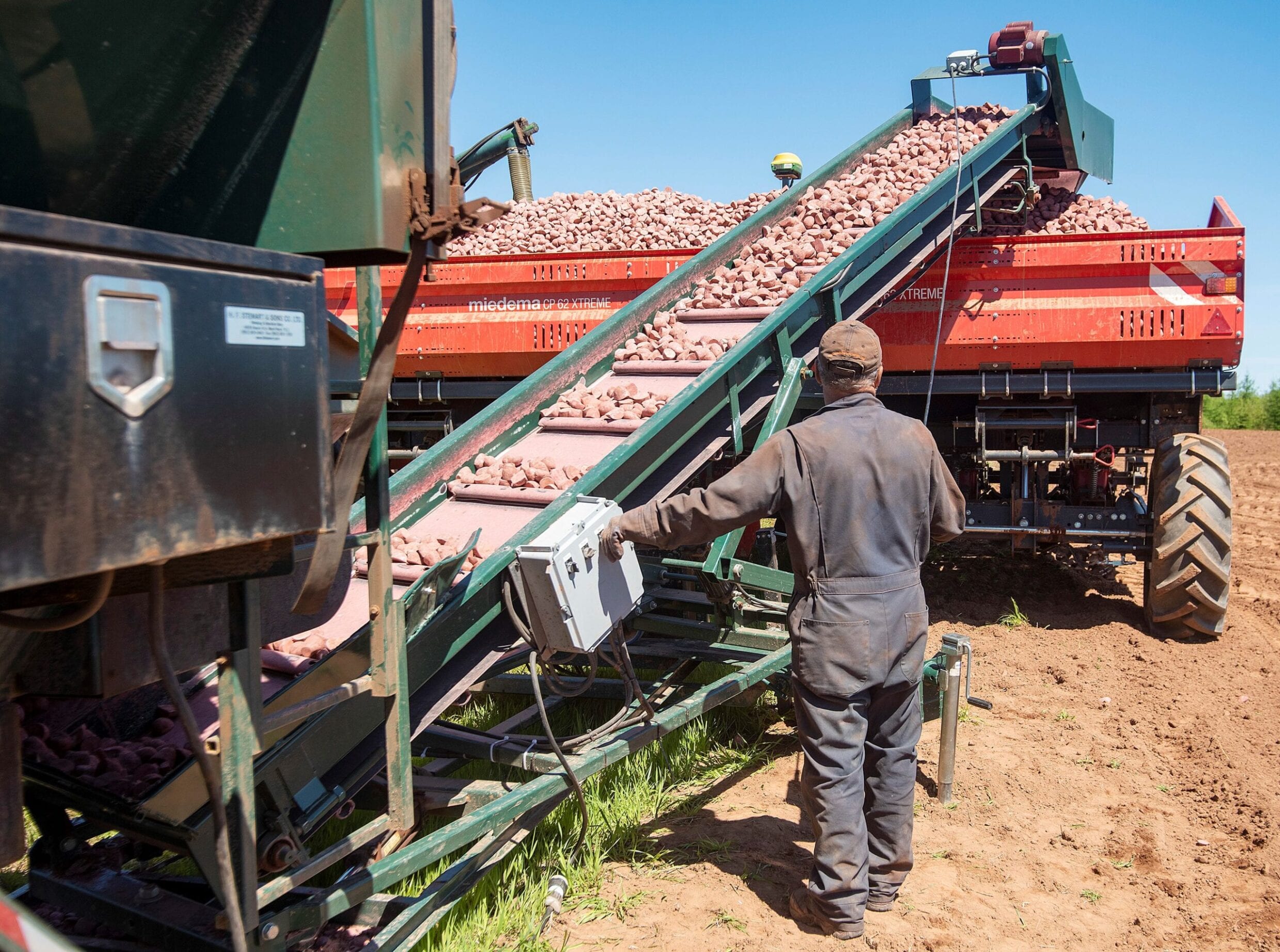 potato disease management