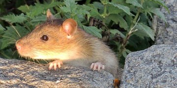 The war on rodents in drip and subsurface drip irrigation