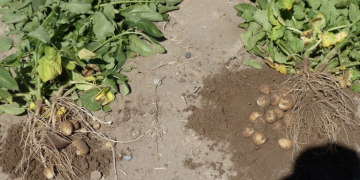 Bio Minerals Technologies: Potato High-Yield Program