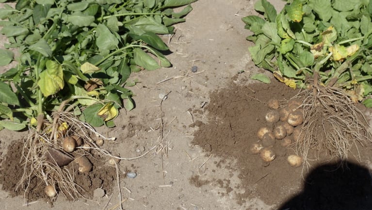 Bio Minerals Technologies: Potato High Yield Program