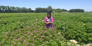 pest and disease management