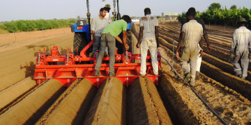 Yes potatoes can thrive in dry areas, here is how