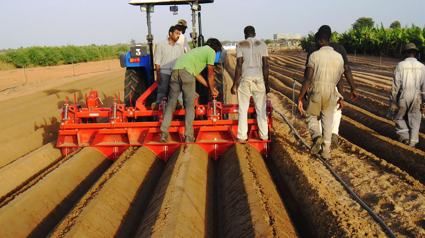 Yes potatoes can thrive in dry areas, here is how