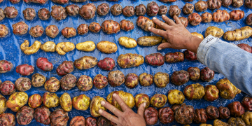 University of Maine Researchers Developing Genomic-Assisted Tools To Breed Potatoes