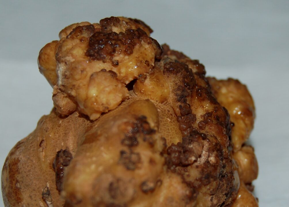 NVWA discovers unknown variant wart disease potato in  Netherlands