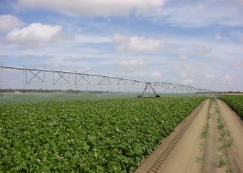 Overhead Irrigation