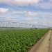 Overhead Irrigation