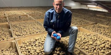 Electronic potato used for potato storage