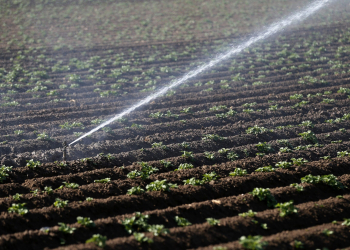 irrigation