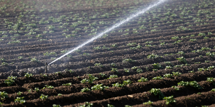 irrigation