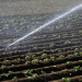 irrigation