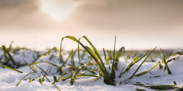 Cover Crops Planted After Potatoes Help Soil