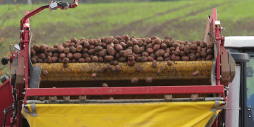 Potato growers need a new brand and flexibility on storage to cut their carbon footprint
