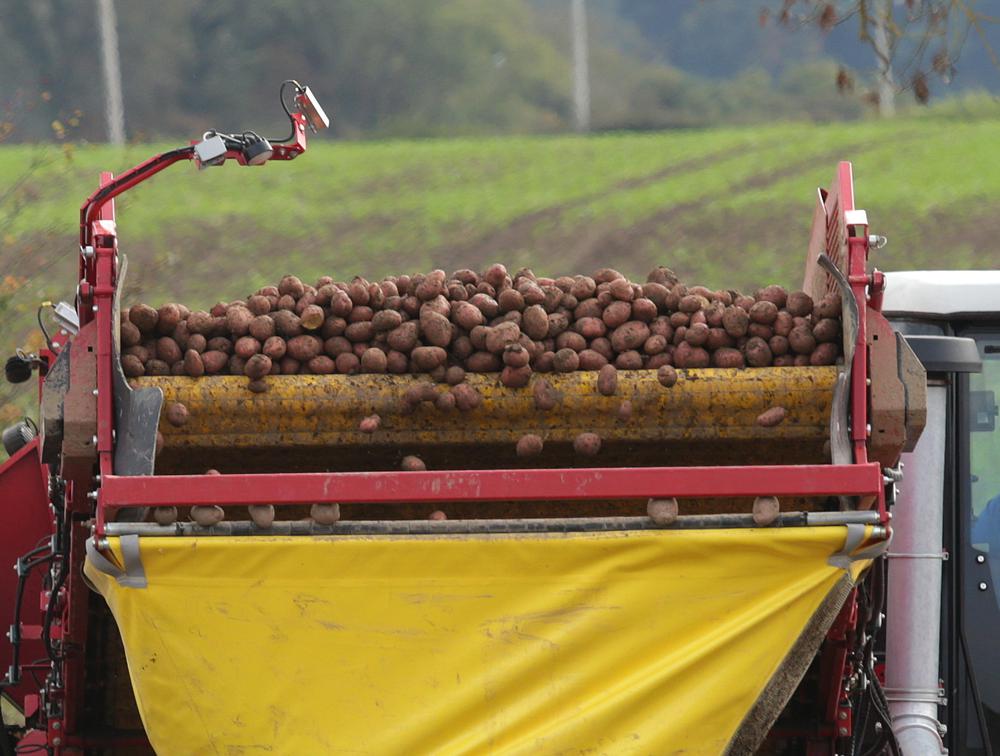 Potato growers need a new brand and flexibility on storage to cut their carbon footprint