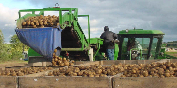 Potato market: ‘the cards have not been shuffled yet’