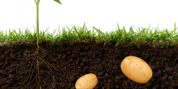 Pepsico UK are cutting carbon emissions by turning potato peels into fertilizer