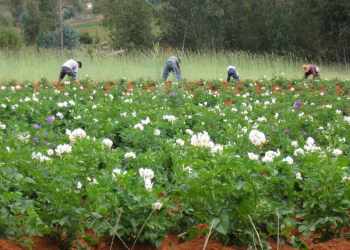 potato seed production technologies