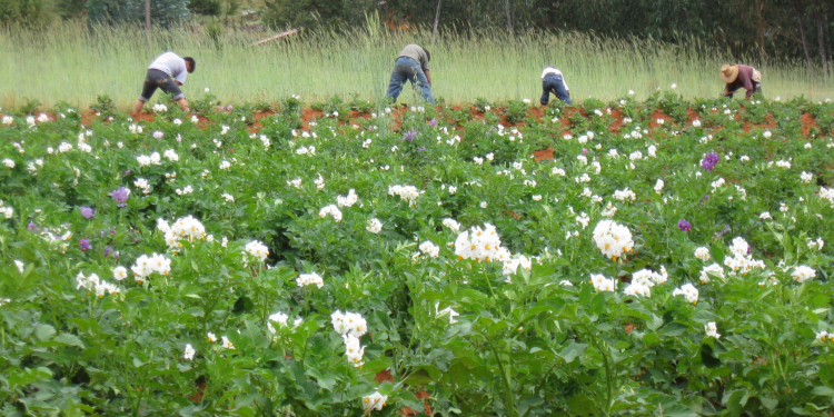 potato seed production technologies