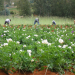 potato seed production technologies