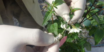 Chemical composition of wild potato relative contributes to its resistance to pathogen