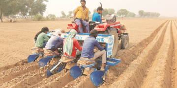 Haryana potato farmers stare at loss as price starts crashing
