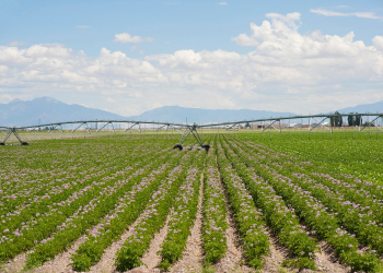 potato irrigation