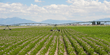 potato irrigation