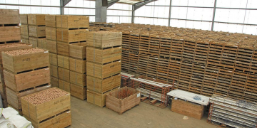 Tasmanian Government confirms it will update potato import risk assessment