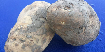 Start on time with potato germination inhibition