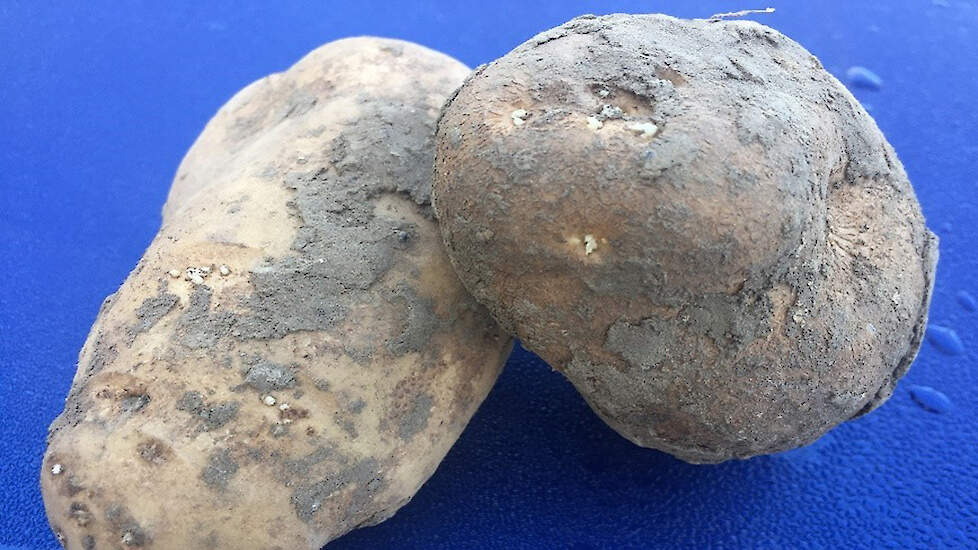 Start on time with potato germination inhibition