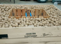 pre-sprouting system for potatoes