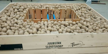 pre-sprouting system for potatoes