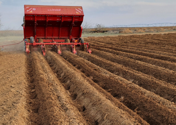 ridge crops