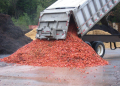 Shellfish To Fight Potato Pest