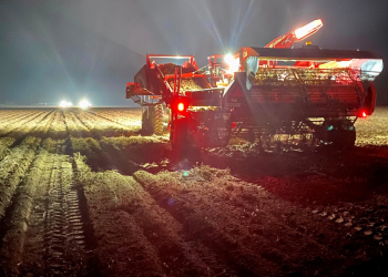 Mickelsen potato harvest