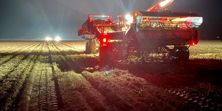 Mickelsen potato harvest