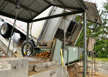 Potato prices fell further