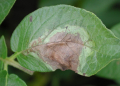 potato late blight