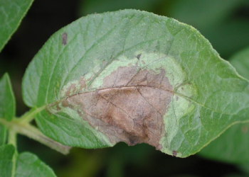 potato late blight