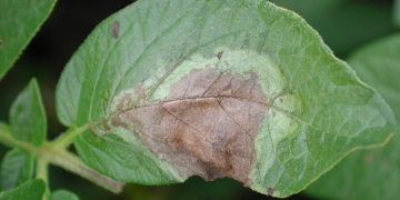potato late blight