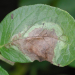 potato late blight