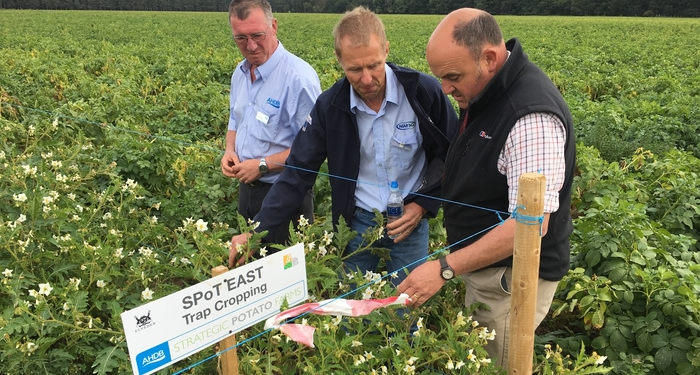 potato trap croping