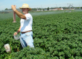 Launch irrigation management