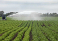 irrigation potato