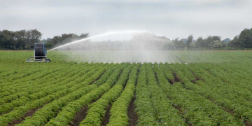 irrigation potato