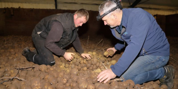 Chlorine IPC substitutes cause a lot of stress