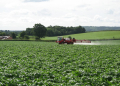 spray maleic hydrazide in potatoes